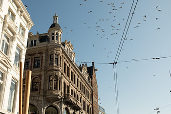 Amsterdamer Panorama-Spektakel – Vögel über klassischer Architektur