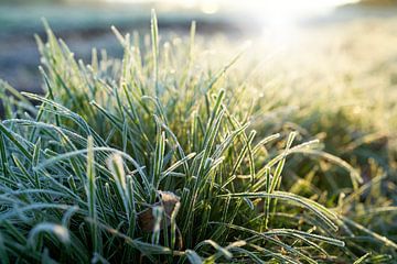 Gras in een weide in de winter van Heiko Kueverling