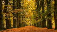 Prachtig herfst sprookjesbos van Bram van Broekhoven thumbnail