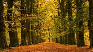 Prachtig herfst sprookjesbos