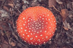 Mushrooms by Autumn morning van Léonie Spierings