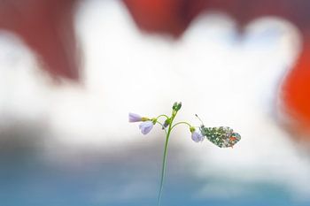 rouge blanc bleu orange papillon en couleurs néerlandaises