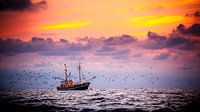 Shrimp cutter off the coast of Ameland