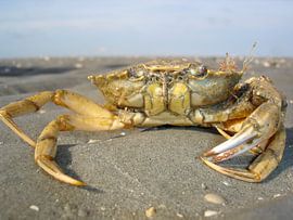 Crab by ku nst