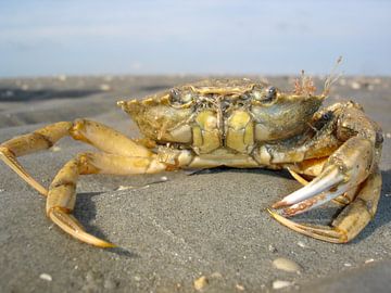 Crab van ku nst