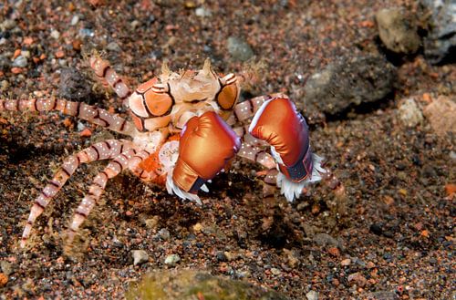 Boxer-crab-with-eggs_Lybia-tesselata