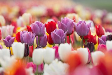 Paarse, rode en witte tulpen. van Janny Beimers