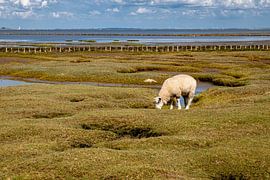 Lamb on a salt marsh near Tetenbüll by Alexander Wolff