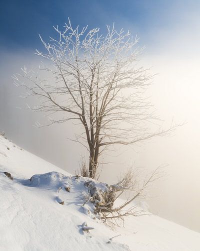 Arbre isolé avec des branches gelées dans la vallée de Tannheim au lever du soleil avec de la neige 