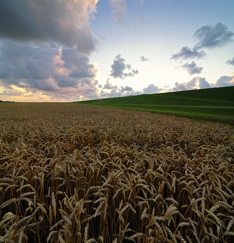 Wheatfield