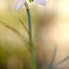 Schneeglöckchen von Annie Snel