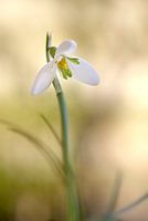 Snowdrop