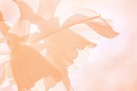 'Peach Fuzz' Floral Abstrakt von Imladris Images Miniaturansicht
