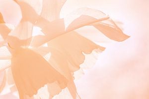 'Peach Fuzz' Bloemen Abstract