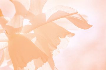 'Peach Fuzz' Bloemen Abstract van Imladris Images