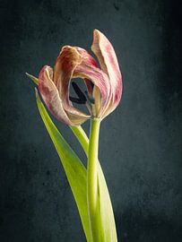 Verwelkte Schönheit 2 von Andreas Berheide Photography