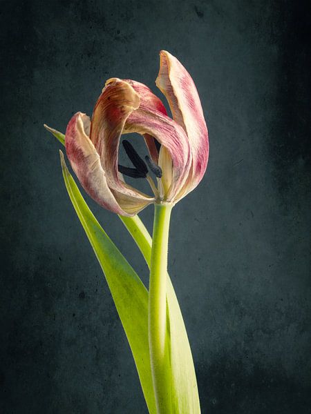 Withered Beauty 2 by Andreas Berheide Photography