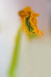 Orange et vert 4 sur Marlies Prieckaerts