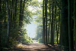 Wander- und Spazierweg in der Bremer Schweiz mit Morgennebel, Bremen-Sch�nebeck, Bremen, Deutschland