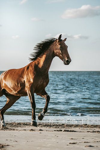 Cheval brun galopant sur la plage en gros plan