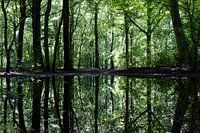 Reflection of Trees in the Forest in the Water