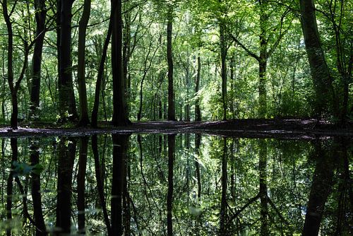 Reflection of Trees in the Forest in the Water