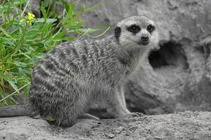 Suricate ck