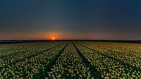 Tulpen auf Texel von Texel360Fotografie Richard Heerschap Miniaturansicht