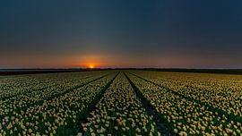 Tulipes sur Texel sur Richard Heerschap Fotografie