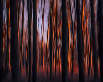 Photographie créative et abstraite de la forêt sur Horst Husheer