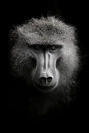 Baviaan van Poster Art Shop