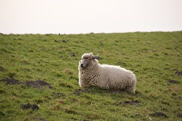 schaap von Jorn Noorman
