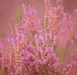 The dreamy moors by Robby's fotografie