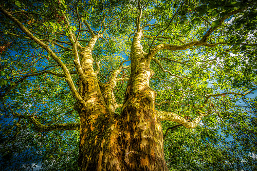 maple tree by Dieter Walther