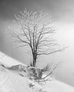 Black and white single tree with frozen branches in Tannheimer valley at sunrise with fresh snow by Daniel Pahmeier thumbnail