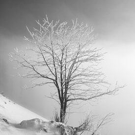 Black and white single tree with frozen branches in Tannheimer valley at sunrise with fresh snow by Daniel Pahmeier