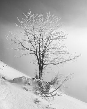 Schwarz-weiß einzelner Baum mit gefrorenen Ästen im Tannheimer Tal zum Sonnenaufgang mit frischem Sc