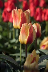 Gelbe / rote Nahaufnahme der Tulpe