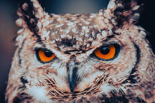 Der durchdringende Blick der Nacht von Thorsten Güttes / 25pictures