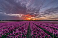 Magnifique coucher de soleil dans un champ de tulipes au Vogelenzang (Les Pays-Bas)