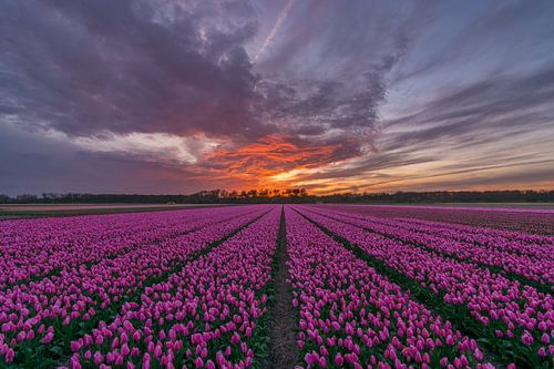 Schitterende zonsondergang bij een tulpenveld in Vogelenzang