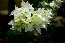 Prachtige witte bloemen van Frank's Awesome Travels