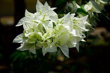 Wunderschöne weiße Blumen von Frank's Awesome Travels