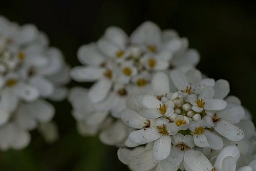Repetitive White's