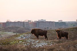 Des sages dans les dunes du Kraansvlak du Kennemerland du sud sur Jeroen Stel