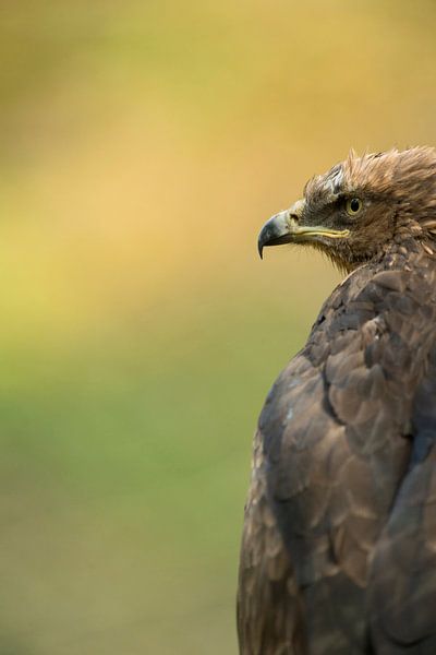 Bird of prey, heqad shot... Lesser Spotted Eagle *Aquila pomarina* by wunderbare Erde