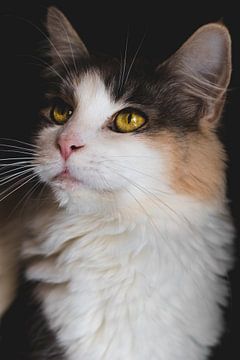 Beautifull Maine Coon by Kimberly de Pater