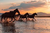 CHEVAUX D'EAU