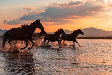 WATER HORSES, BARKAN TEKDOGAN by 1x