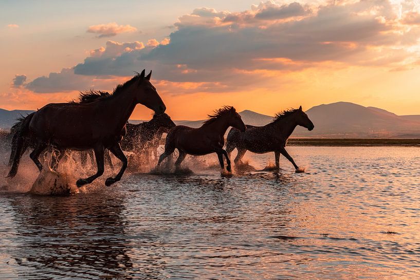 WASSERPFERDE von BARKAN TEKDOGAN